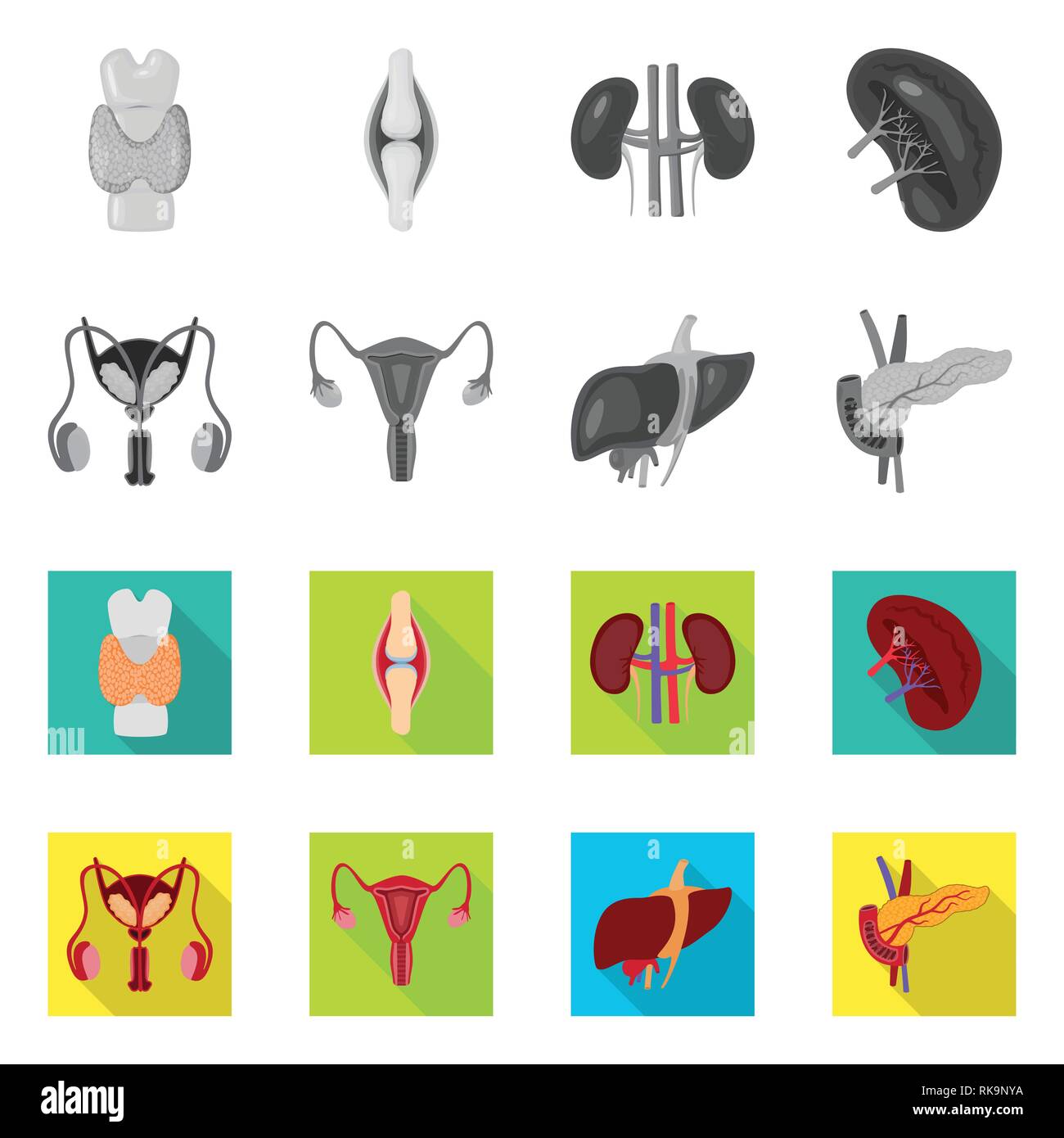 dorsal,bone,kidney,urinary,liver,pancreas,spinal,tendon,system,digestive,endocrine,bones