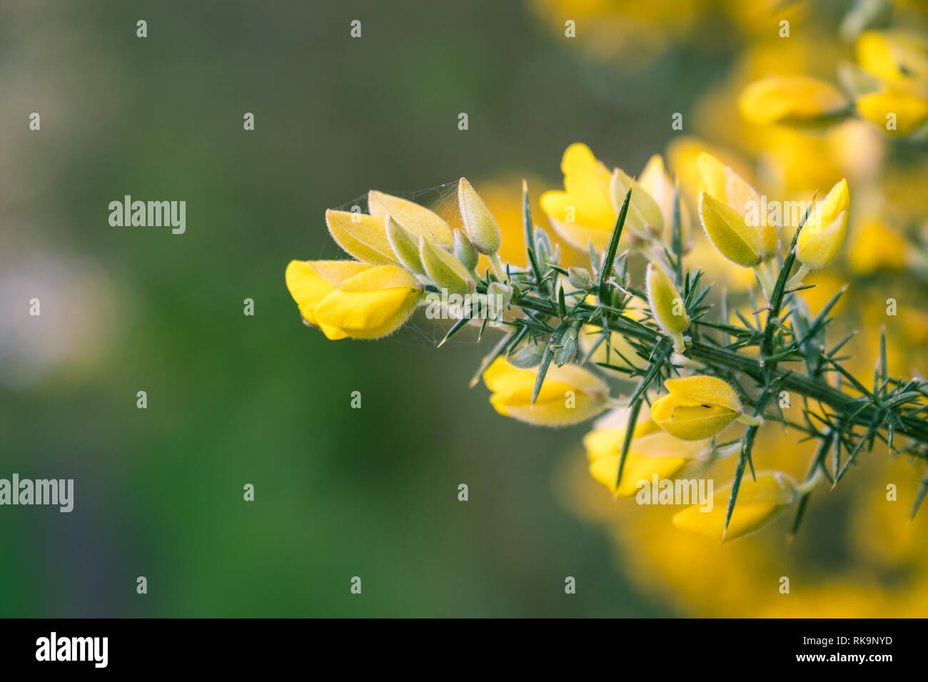 Blossoming yellow gorse flowers Stock Photo