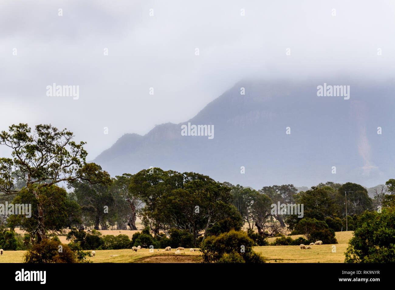 A misty Spring morning in the Australian Grampians Stock Photo - Alamy