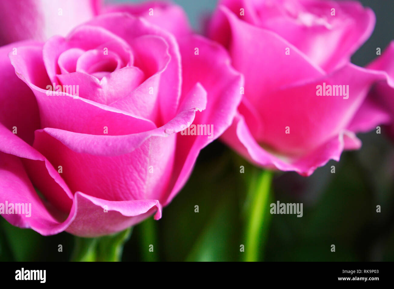 Bright pink roses hi-res stock photography and images - Alamy