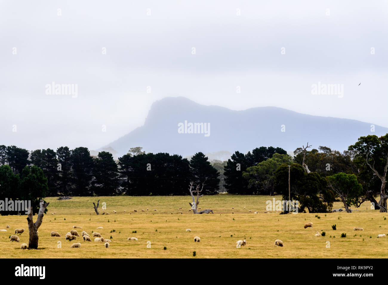 A misty Spring morning in the Australian Grampians Stock Photo - Alamy