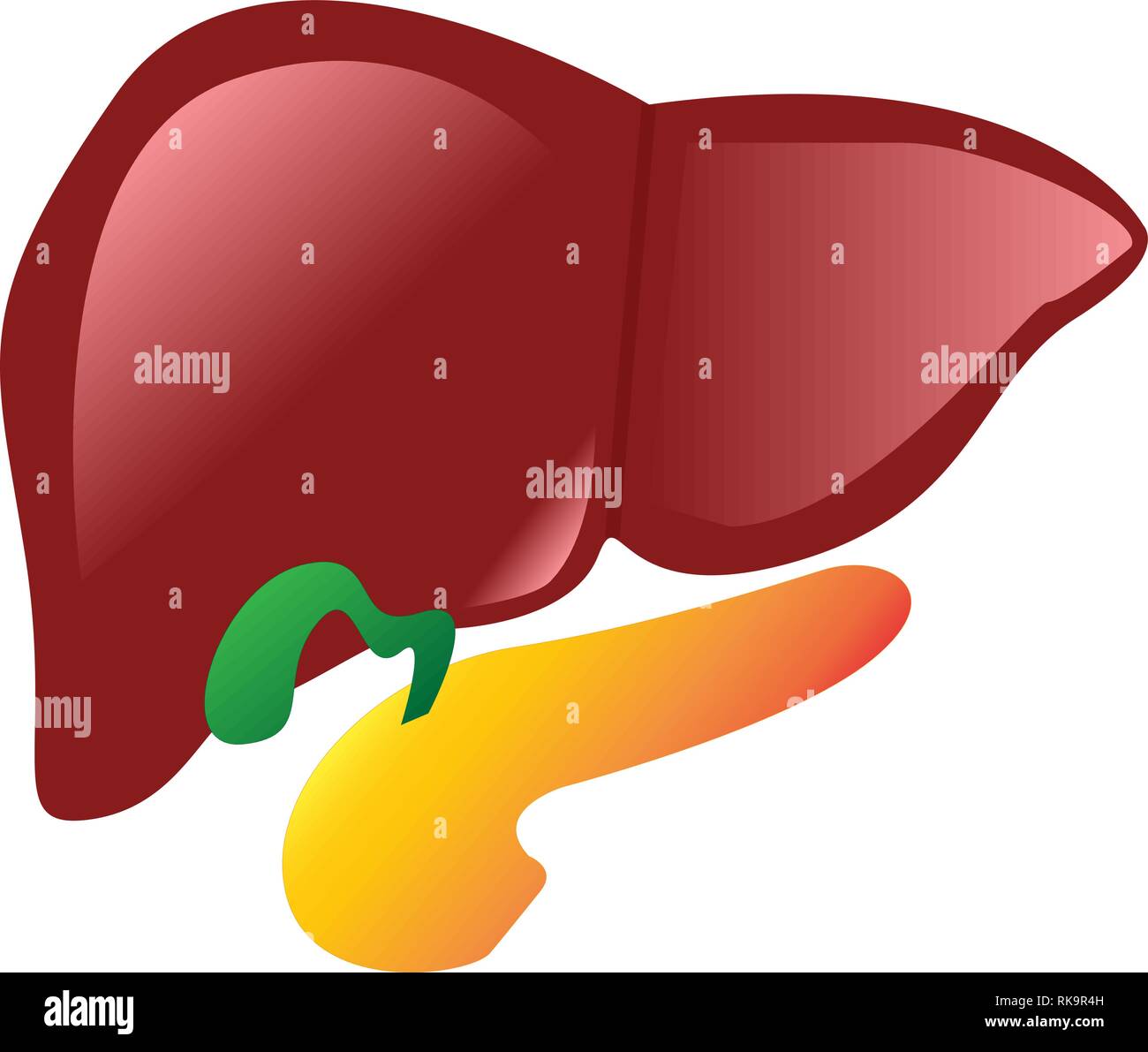 Human Liver Gallbladder Pancreas Anatomy Vector Illustration 