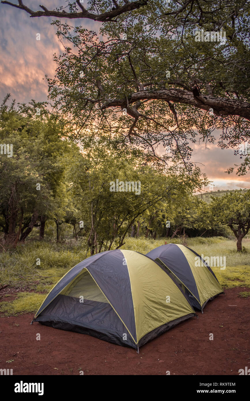 Two tents pitched in the campsite under a tree at sunset, in Umkhuze Game  Reserve, Isimangaliso Wetland Park, South Africa Stock Photo - Alamy