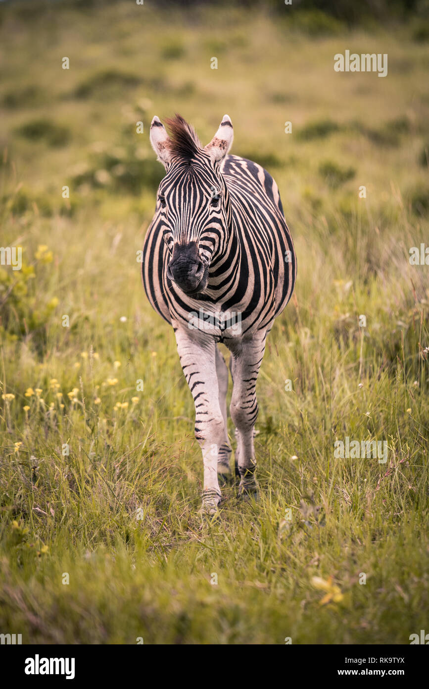 A lone zebra walks through tall grass toward the camera in the Western Shores reserve, Isimangaliso Wetland Park, St. Lucia, South Africa Stock Photo