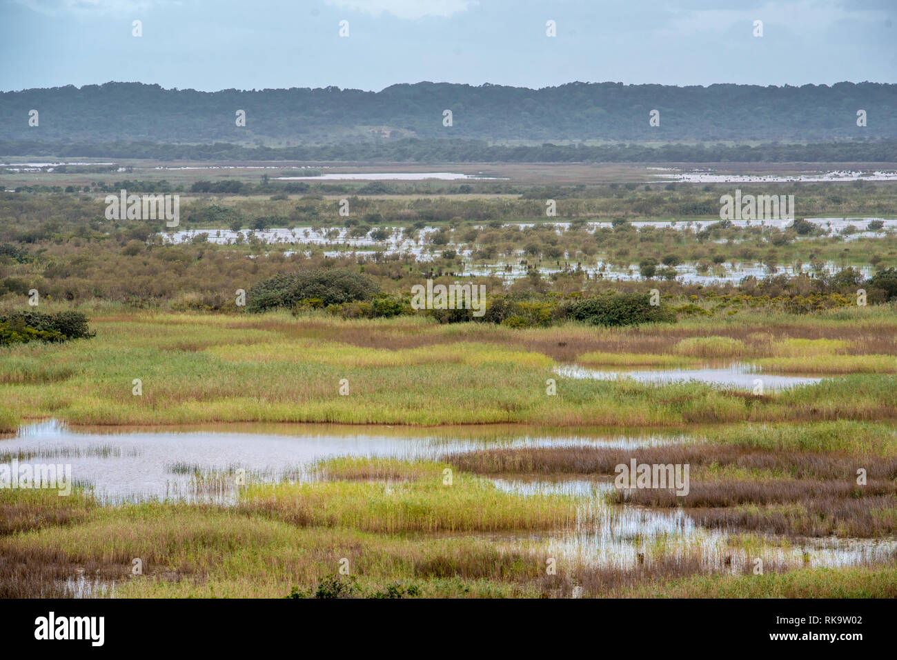 A wide views of the marshes in the western shores park of lake St Lucia in Isimangaliso Wetland Park, South Africa Stock Photo