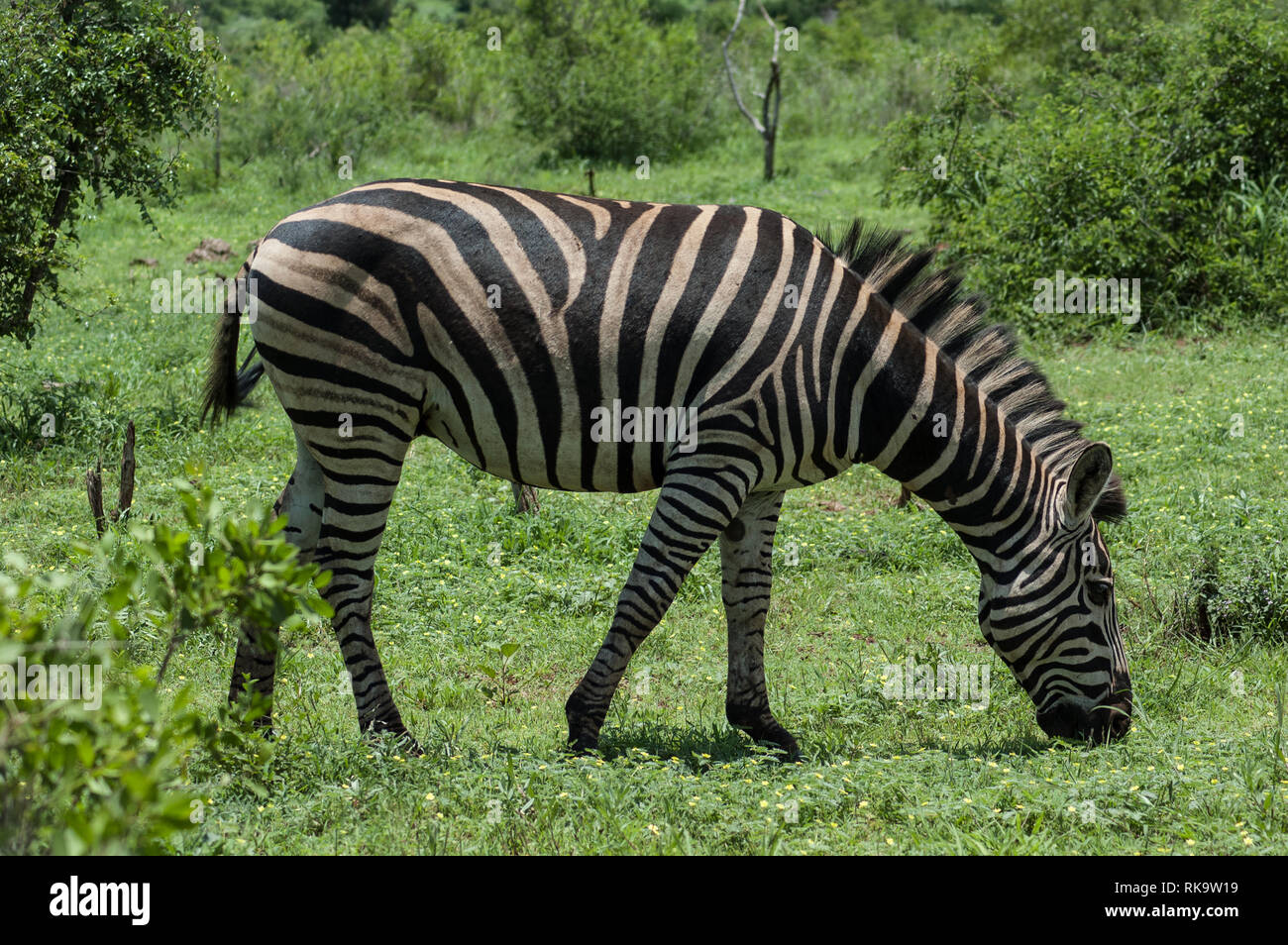 zebra in South Africa Stock Photo Alamy