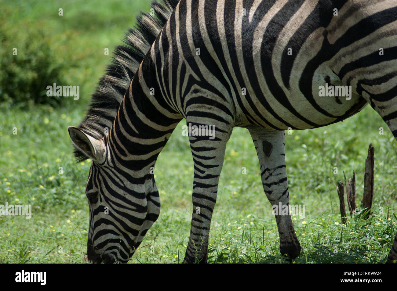 zebra in South Africa Stock Photo Alamy
