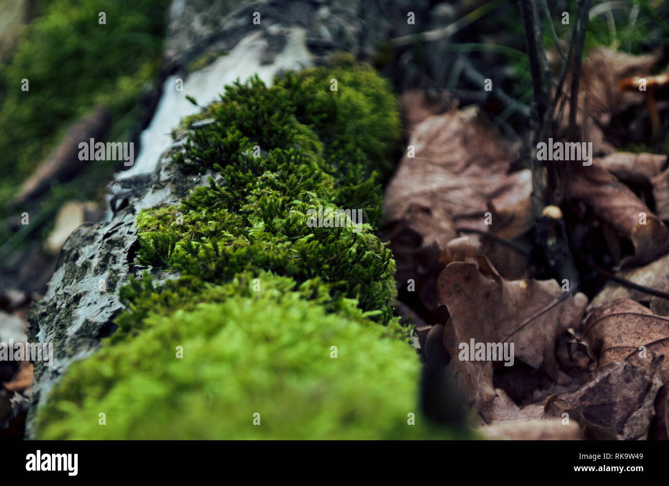 Moss in a forest / Gemeines Moos im Wald Stock Photo