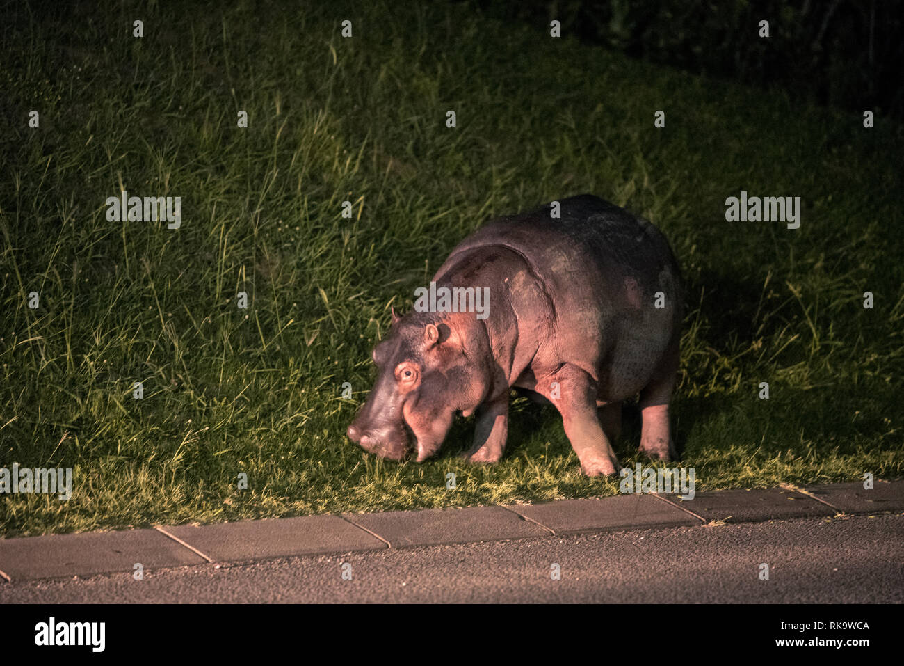 A hippo grazing on grass by a road in the town of St Lucia, South