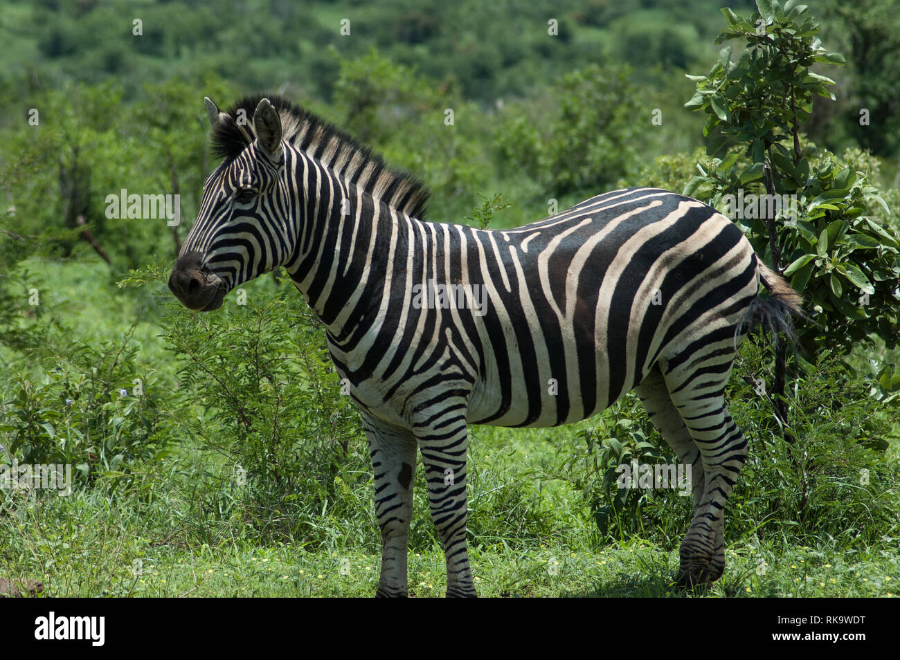 zebra in South Africa Stock Photo Alamy