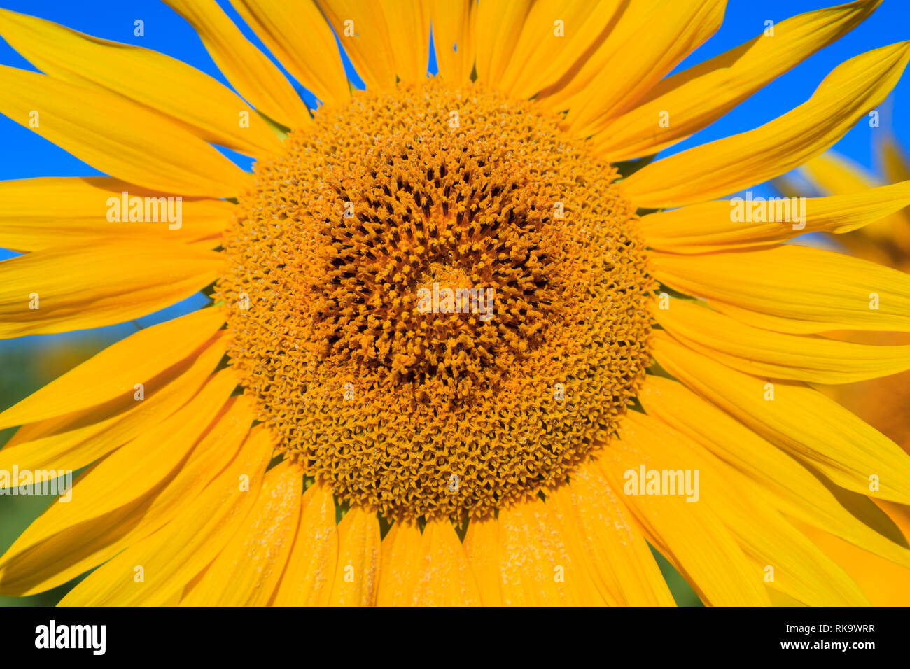 Sun Flower at the morning light in Mariola fields, Bocairent, Valencia, Comunidad Valenciana, Spain Stock Photo