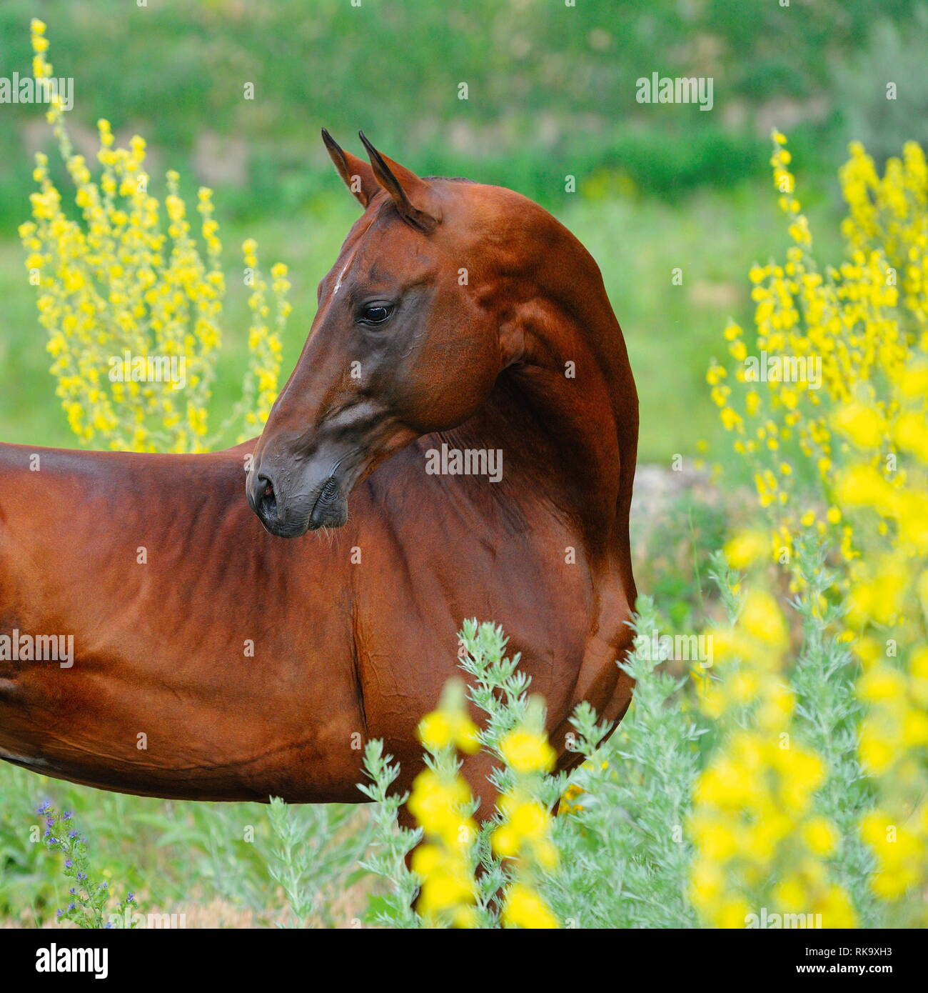 Back Bends High Resolution Stock Photography and Images - Alamy