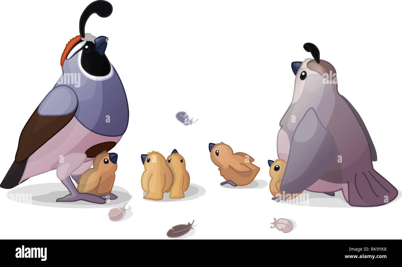 vector cartoon animal clipart: california quails Stock Vector