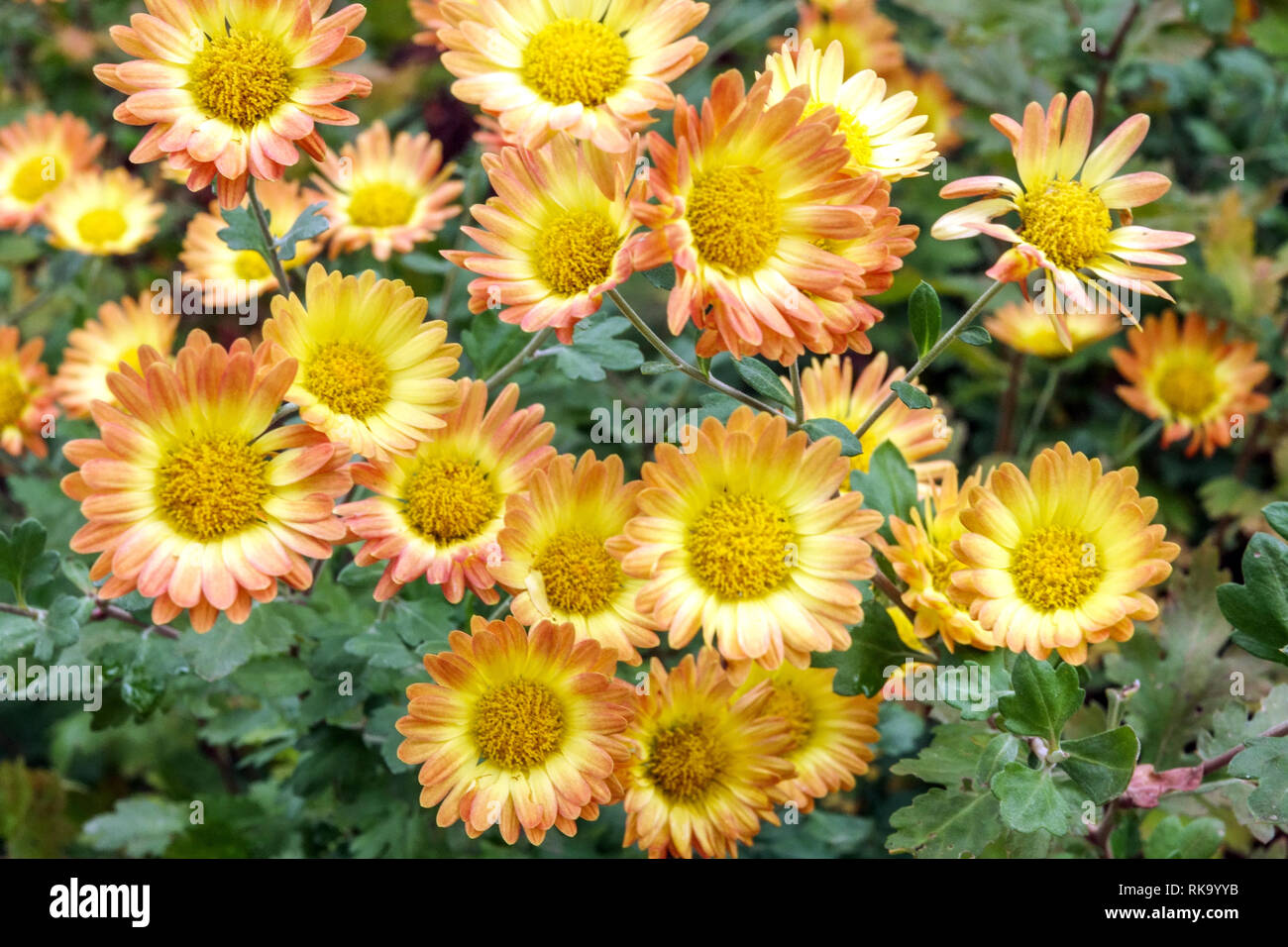 Chrysanthemum indicum ´Dernier Soleil´ Stock Photo