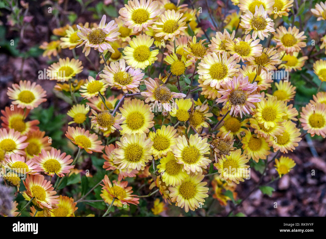 Yellow Chrysanthemum ´Dernier Soleil´ Autumn Chrysanthemums Garden Flowers, Perennial Dendranthema, Blooming Stock Photo