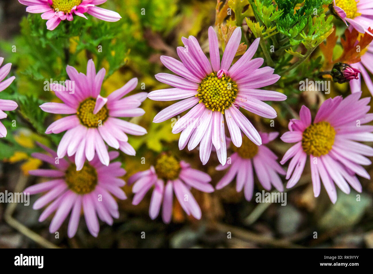 Dendranthema rubellum or Chrysanthemum 'Clara Curtis' Stock Photo