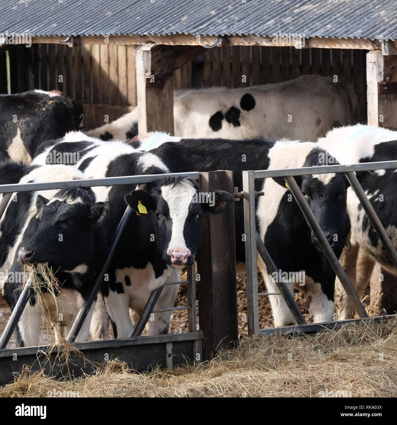 February 2019 - Winter cows feeding on hay near the Gloucester and Sharpness Canal, near Slimbridge. Stock Photo