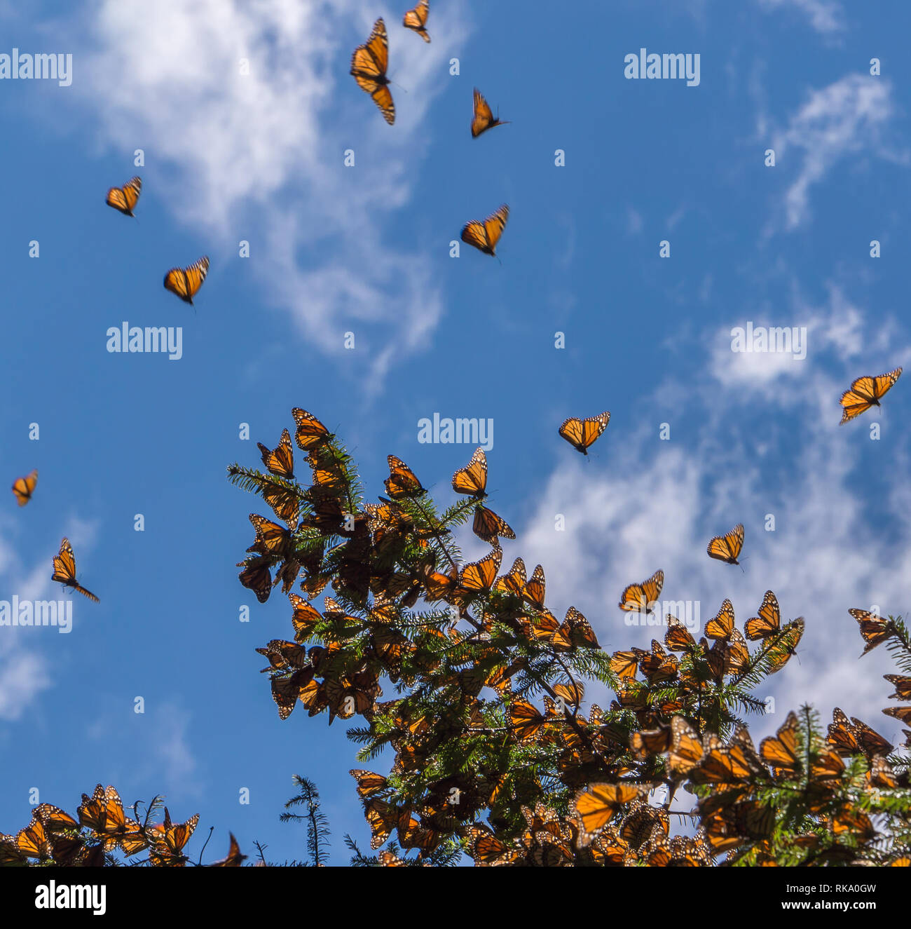 Monarch Butterflies on tree branch  with blue sky in background at the Monarch Butterfly Biosphere Reserve in Michoacan, Mexico, a World Heritage Site Stock Photo