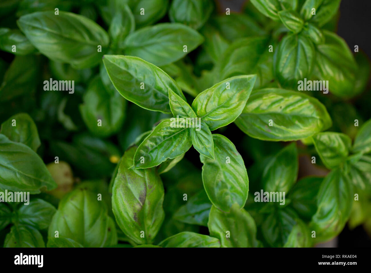 lush basil herb foliage Stock Photo