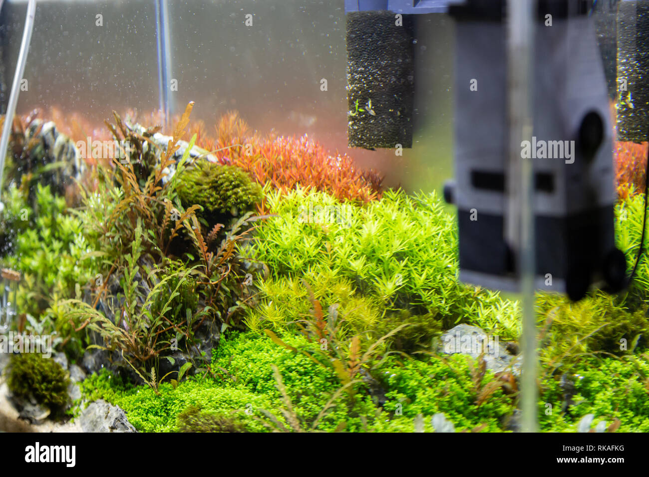 Small aquarium for inerior decoration with plants Stock Photo - Alamy