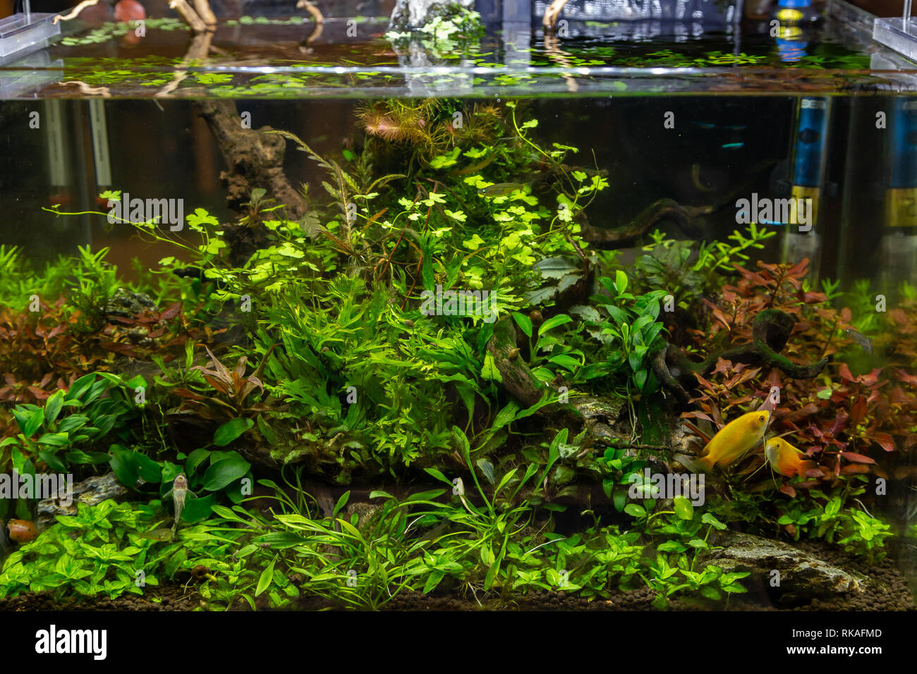 Small aquarium for inerior decoration with plants Stock Photo - Alamy