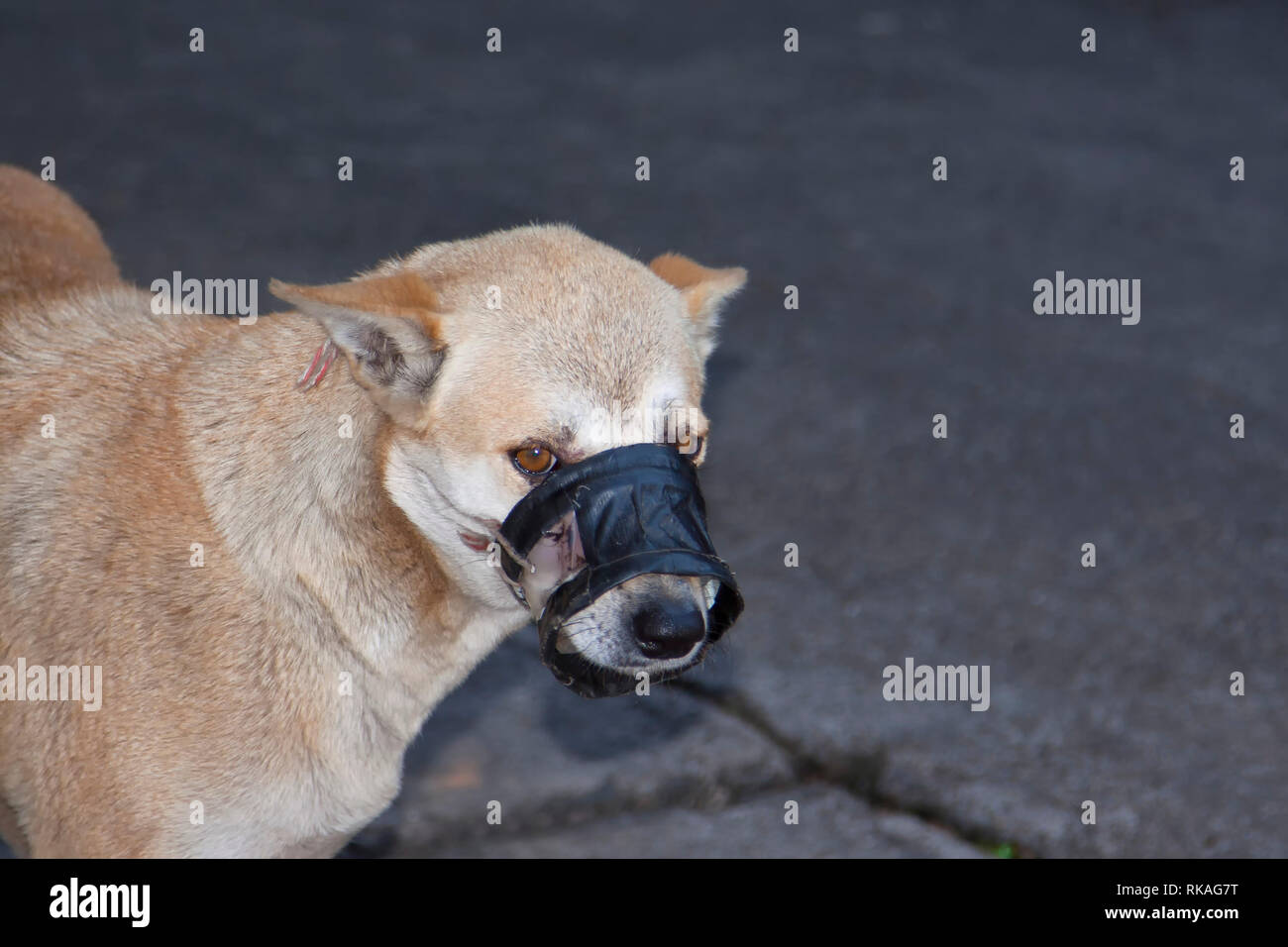 Snappy dog with an unusual muzzle in Thailand Stock Photo