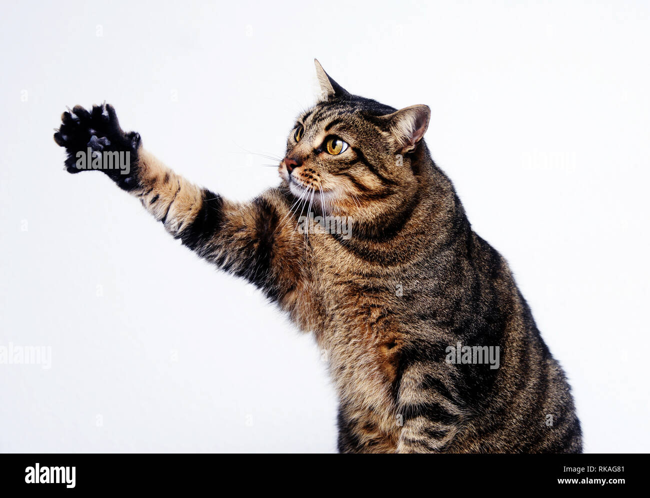 Senior tabby cat reaching with its paw, isolated on white Stock Photo