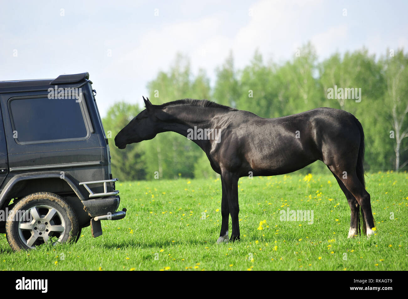 Black curious horse is sniffing a car standing in the green field. Horizontal, side view. Stock Photo