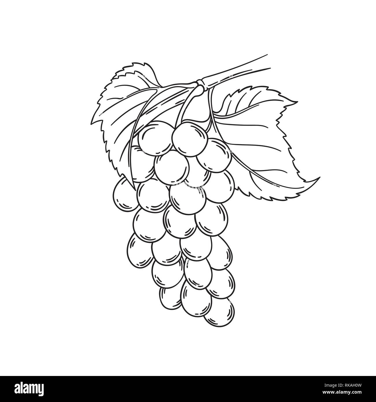 Premium Vector  Grape vine illustration grapes vector sketch illustration