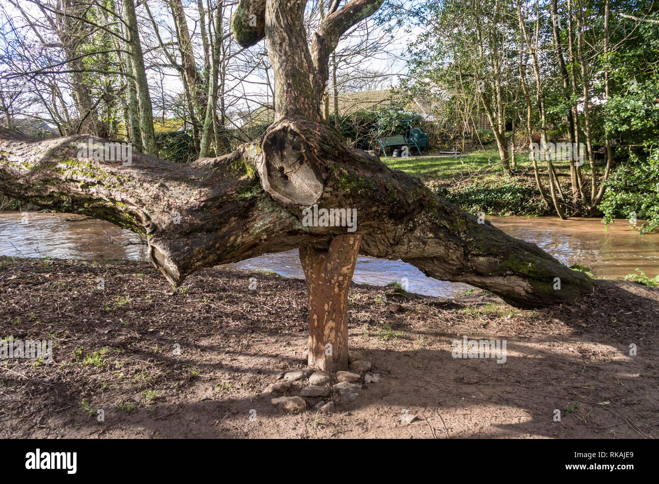 A willow tree propped up before it collapses onto a footpath in the Byes riverside park, Sidmouth, Devon. Stock Photo