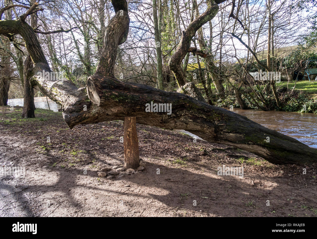 A willow tree propped up before it collapses onto a footpath in the Byes riverside park, Sidmouth, Devon. Stock Photo