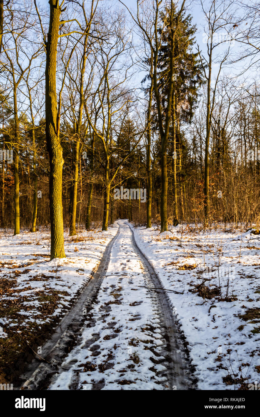 Winter in a pine forest Stock Photo - Alamy