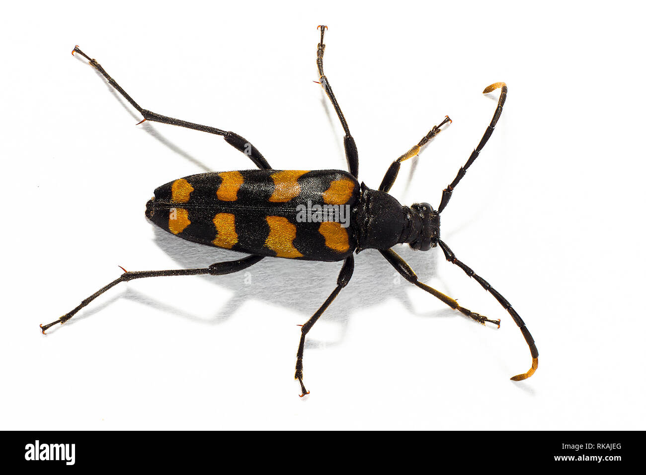 Longhorn beetle - Leptura quadrifasciata, Strangalia quadrifasciata, is a species of beetle in the family Cerambycidae Stock Photo