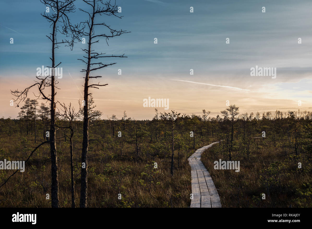Swamp at sunset in Latvia. Apocalyptic feeling hiking on a wooden trail through the bog with dark clouds. Stock Photo