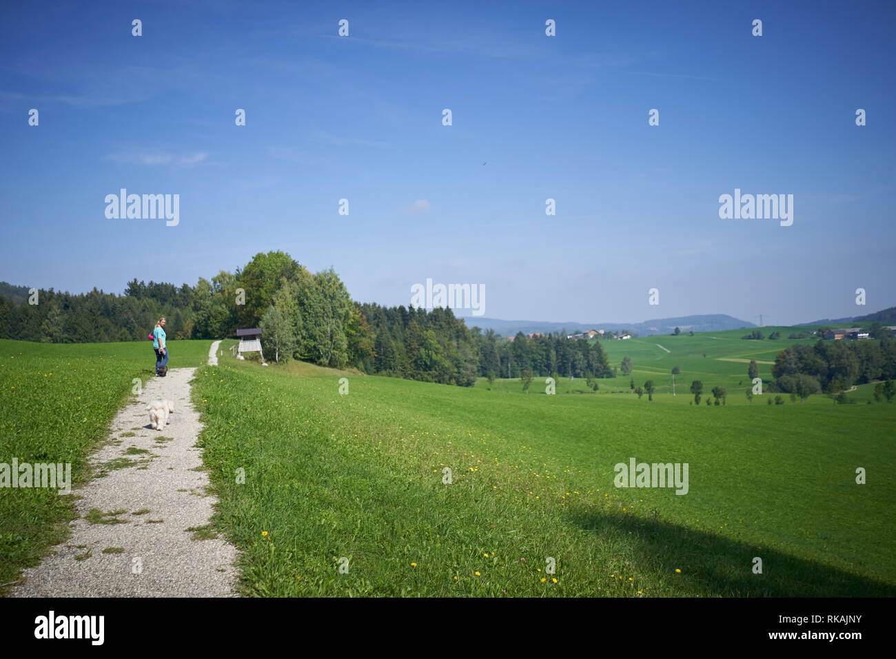 Women hiking with havanase dogs on road in the sun in meadows and mountains Stock Photo