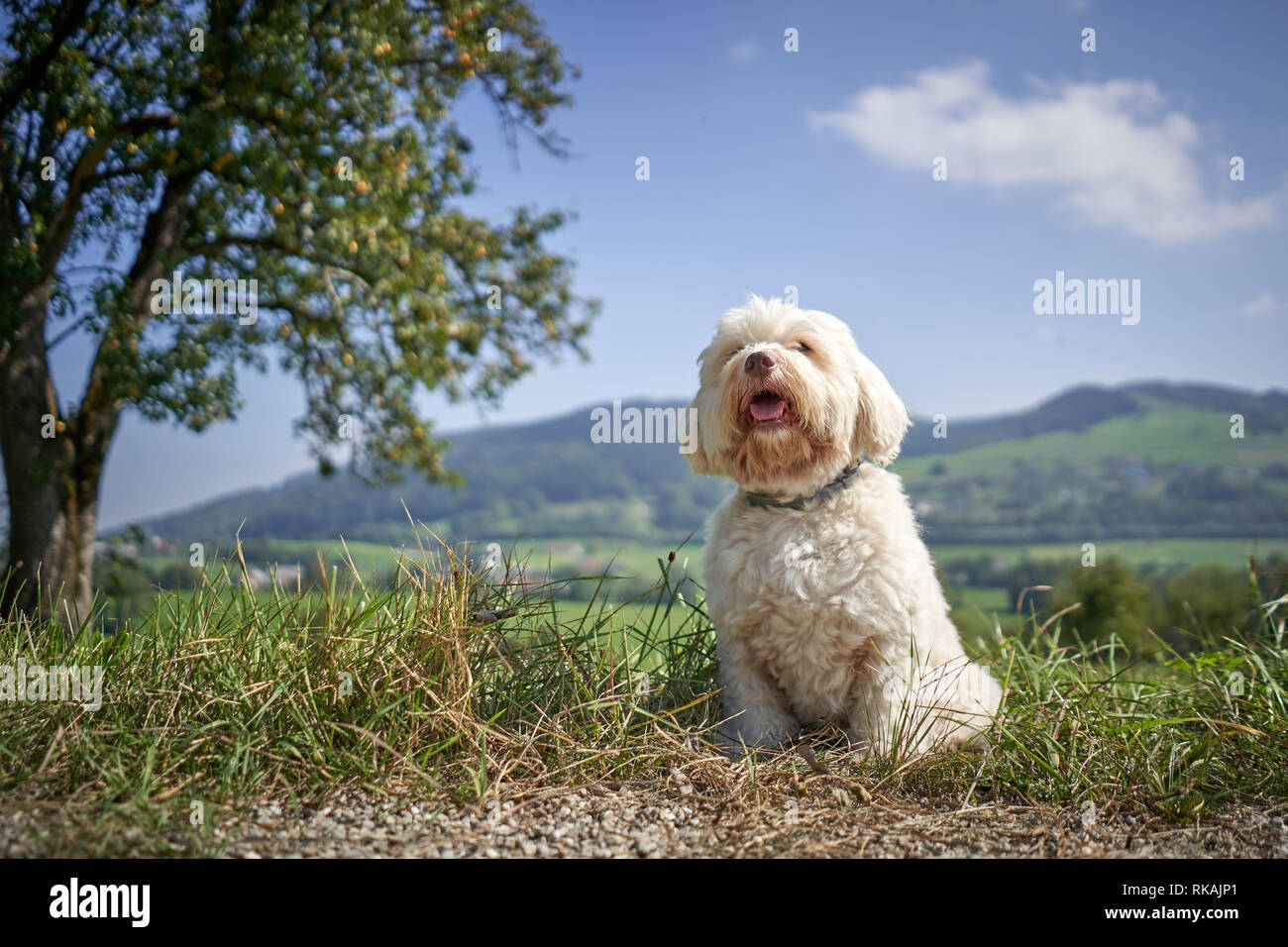 Havanase dogs sitting on hiking road in the sun in meadows and mountains Stock Photo