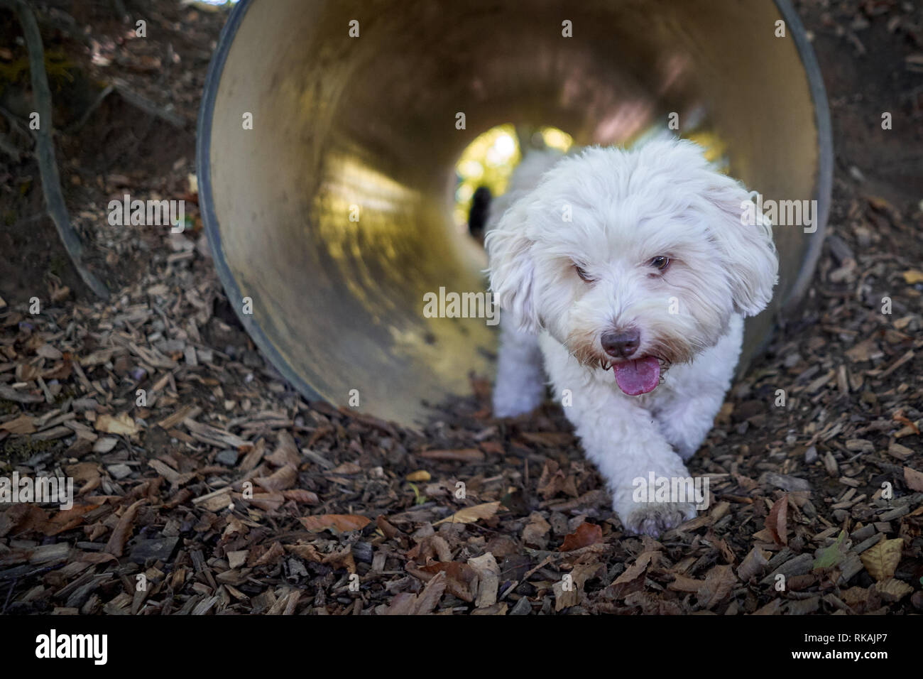 White havanese dog agility training running through tunnel Stock Photo