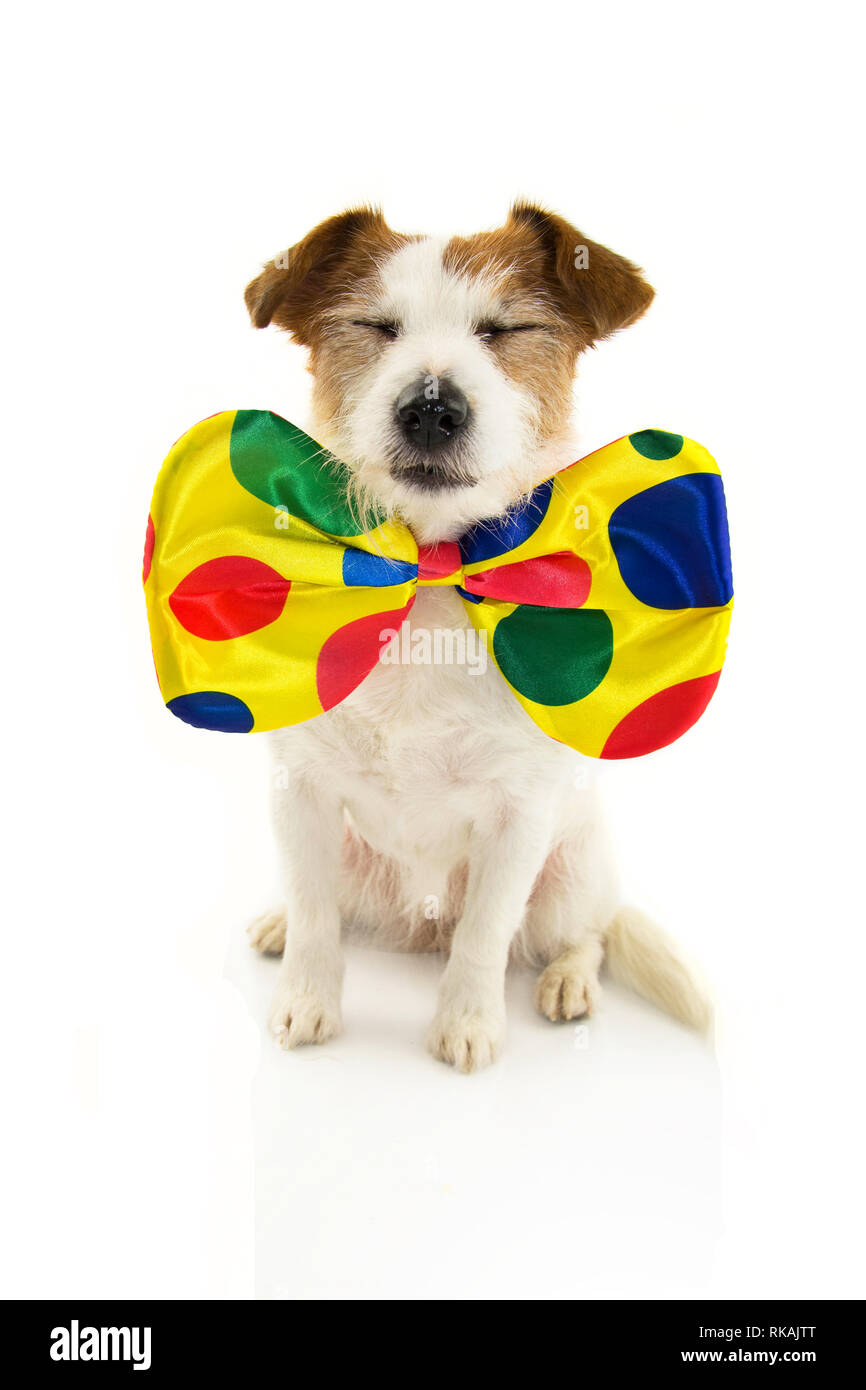 Download Dog Dressed As Clown High Resolution Stock Photography And Images Alamy