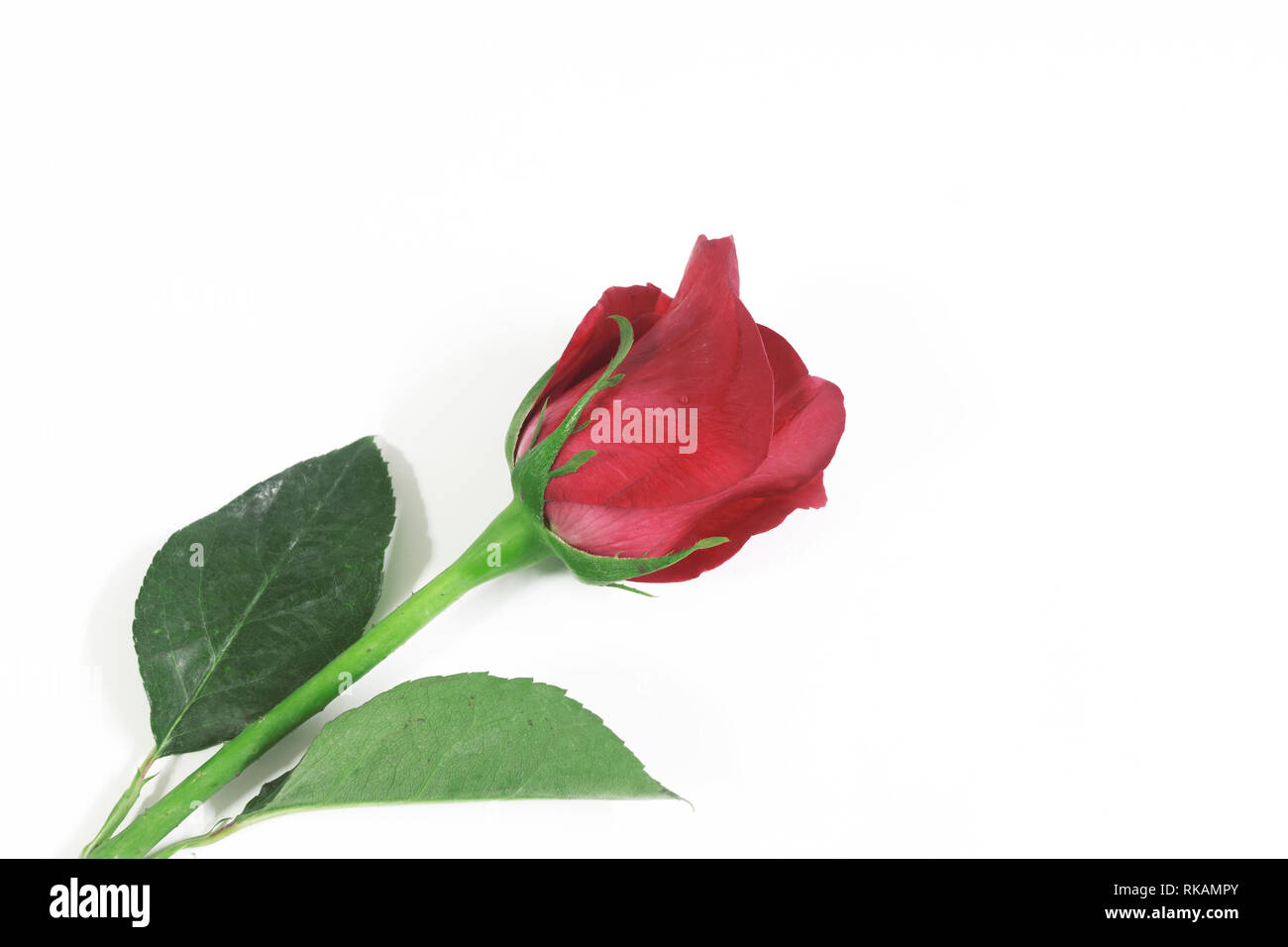 Beautiful rose flower isolated on white background Stock Photo - Alamy