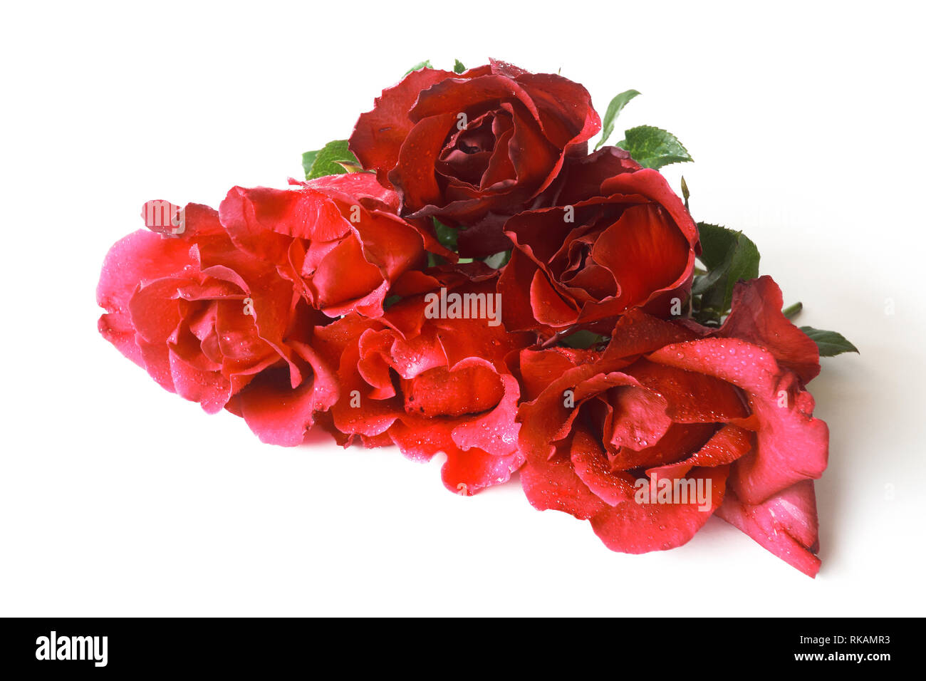 Beautiful rose flower isolated on white background Stock Photo - Alamy