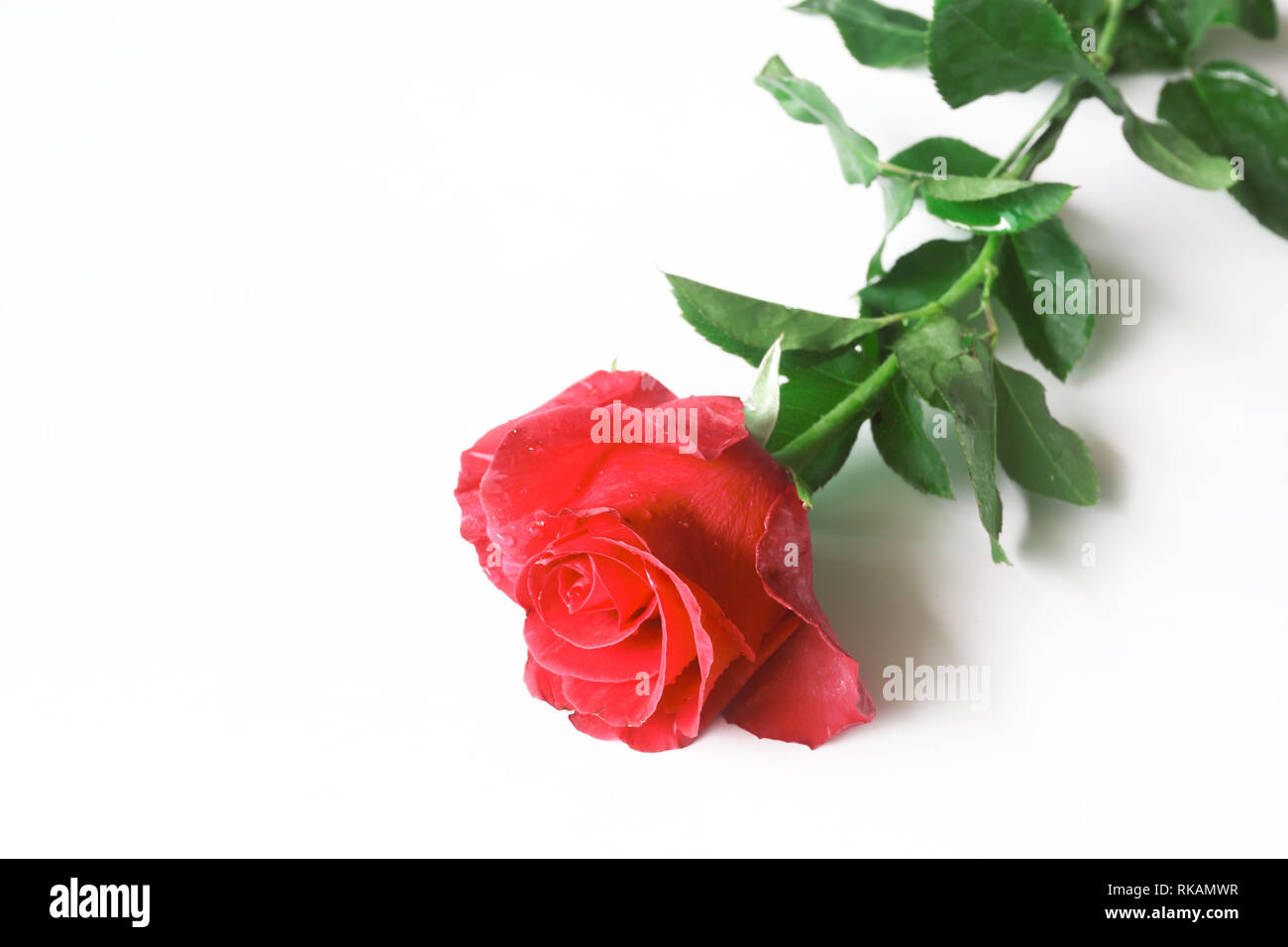 Beautiful rose flower isolated on white background Stock Photo - Alamy