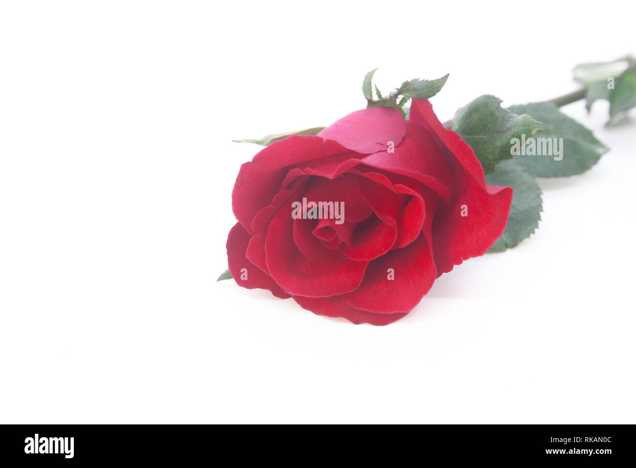 Beautiful rose flower isolated on white background Stock Photo - Alamy