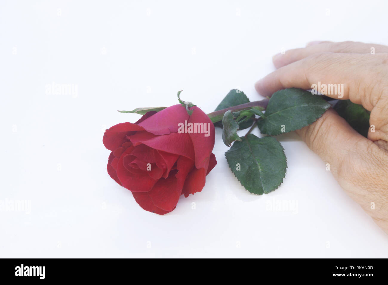 Beautiful rose flower isolated on white background Stock Photo - Alamy
