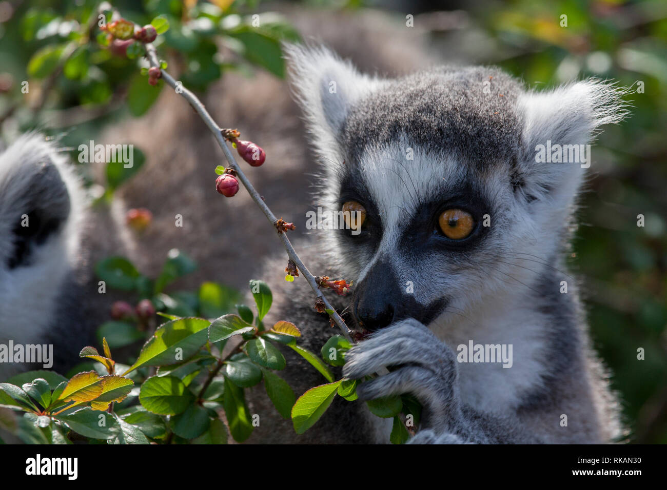 Ring-tailed lemurs in the sun Stock Photo