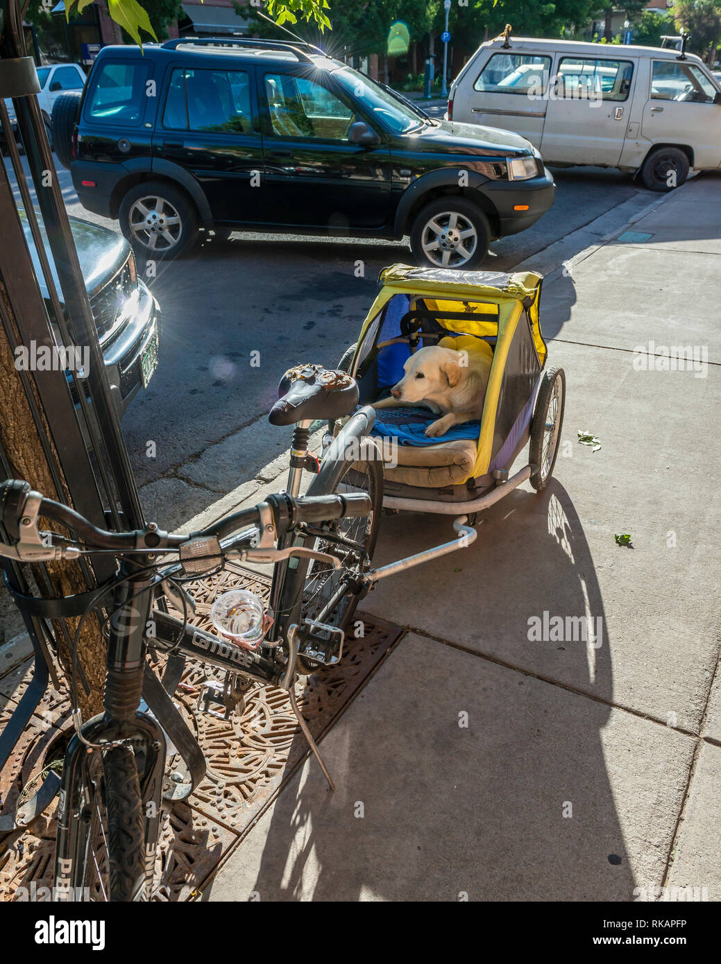 Dog bike trailer, Aspen, Colorado, USA Stock Photo Alamy