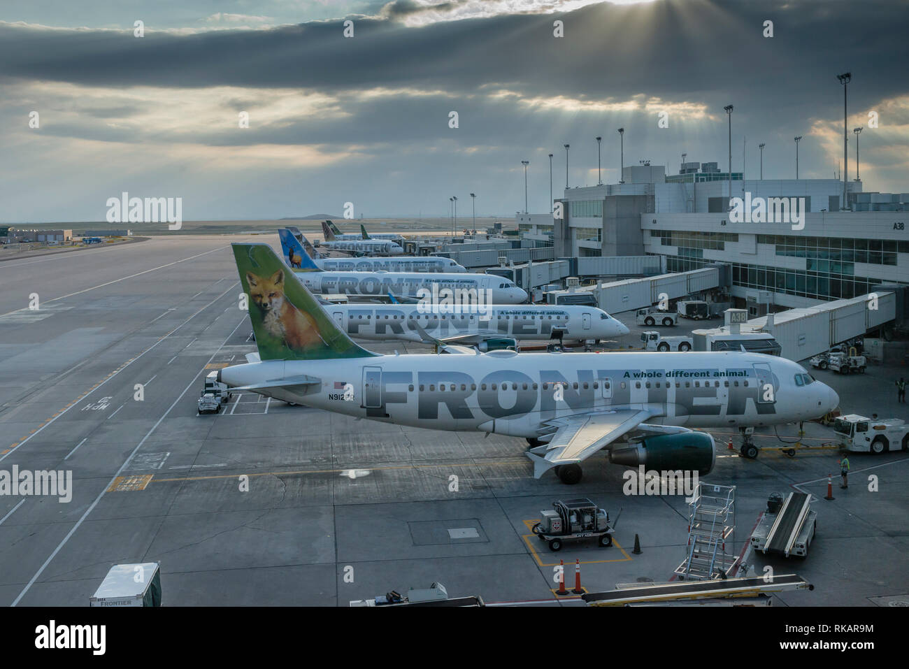 Frontier Airlines fleet at Denver International Airport, Colorado, USA Stock Photo