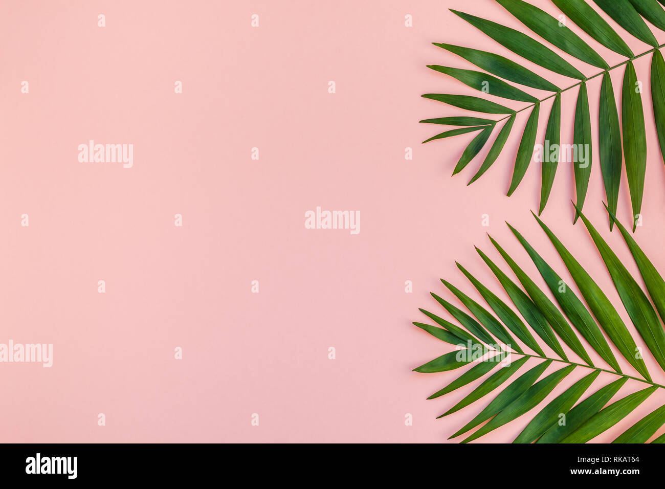 Creative flat lay top view of green tropical palm leaves millennial ...