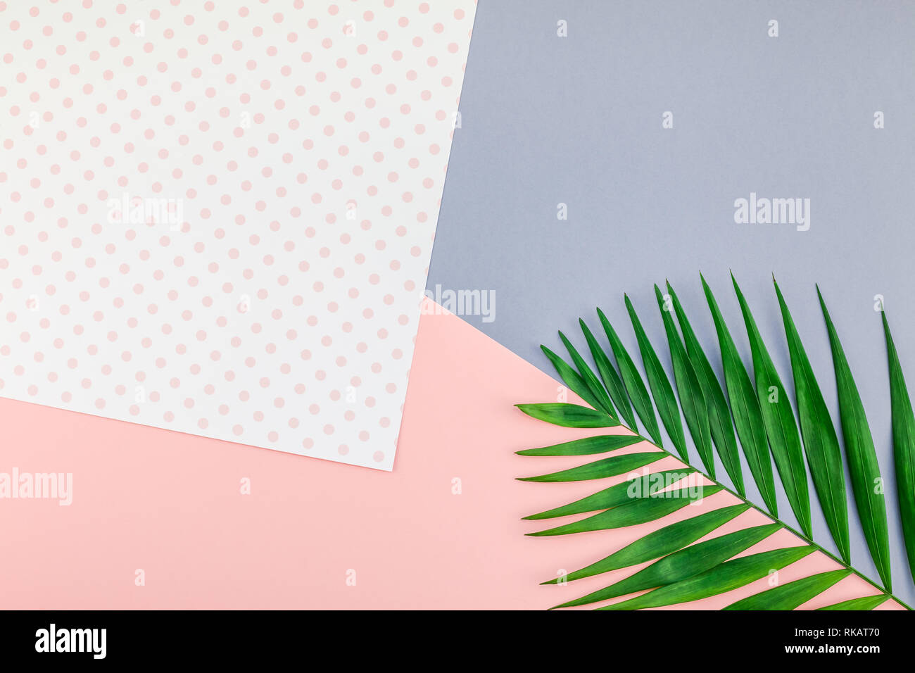 Creative flat lay top view of green tropical palm leaves on color paper ...
