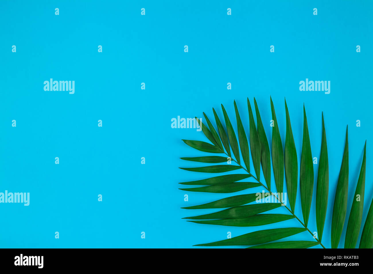 Creative flat lay top view of green tropical palm leaves on color paper ...
