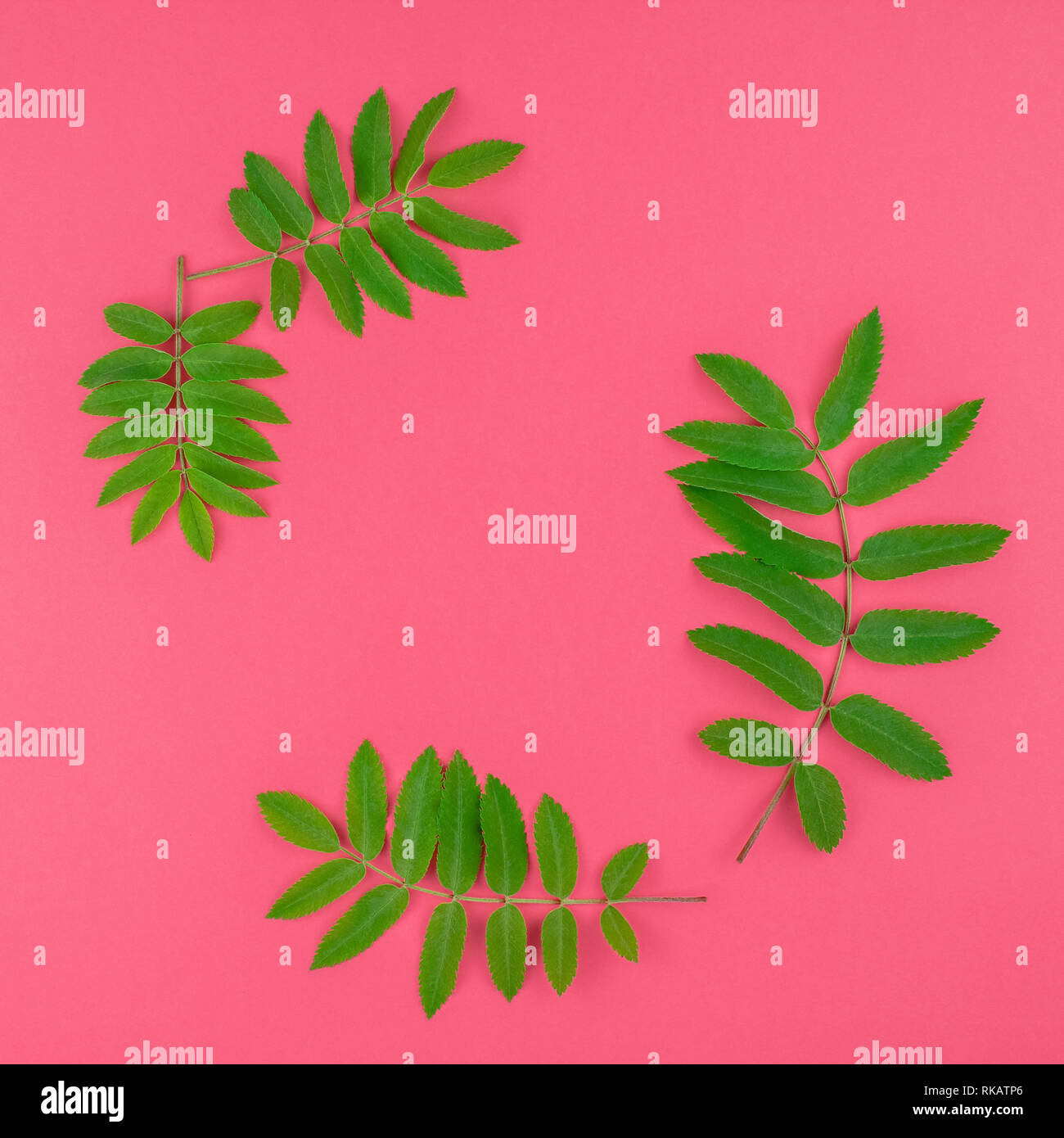 Creative flat lay top view pattern with fresh green rowan tree leaves ...